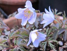 Attēlu rezultāti vaicājumam “Anemone nemorosa flower”
