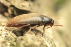 Attēlu rezultāti vaicājumam “Xylita laevigata”