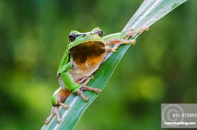 Attēlu rezultāti vaicājumam “Hyla arborea”