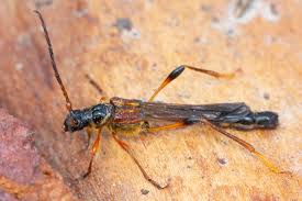 Attēlu rezultāti vaicājumam “Necydalis major”