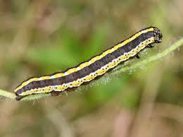 Attēlu rezultāti vaicājumam “Cucullia lucifuga”