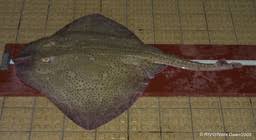 Image result for Raja brachyura