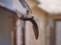 Attēlu rezultāti vaicājumam “Hepialus lupulinus”