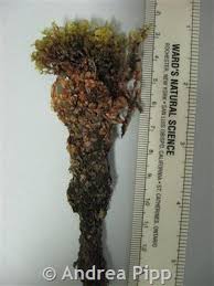 Attēlu rezultāti vaicājumam “Cinclidium stygium”