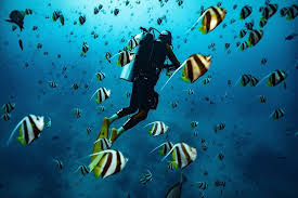 Image result for Underwater Adventures