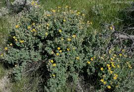 Attēlu rezultāti vaicājumam “Pentaphylloides fruticosa flower”