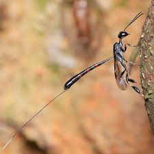 Attēlu rezultāti vaicājumam “Gasteruption jaculator”