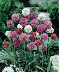 Attēlu rezultāti vaicājumam “Armeria vulgaris flower”