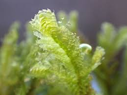 Attēlu rezultāti vaicājumam “Neckera crispa sporophyte”