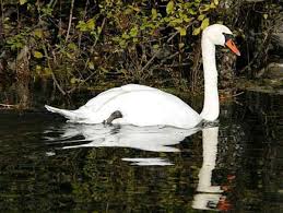 Attēlu rezultāti vaicājumam “Cygnus olor”