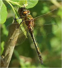 Attēlu rezultāti vaicājumam “Cordulia aenea”