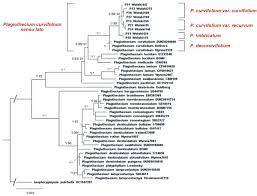 Attēlu rezultāti vaicājumam “Plagiothecium latebricola macro”