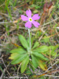 Attēlu rezultāti vaicājumam “Primula farinosa fruit”