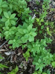 Attēlu rezultāti vaicājumam “Hylotelephium telephium leaf”