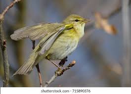 Attēlu rezultāti vaicājumam “Phylloscopus trochilus”