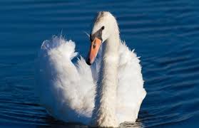 Attēlu rezultāti vaicājumam “Cygnus olor adult”
