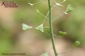 Attēlu rezultāti vaicājumam “Capsella bursa-pastoris fruit”