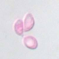 Attēlu rezultāti vaicājumam “Tricholoma album”