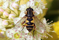 Attēlu rezultāti vaicājumam “Helophilus pendulus”