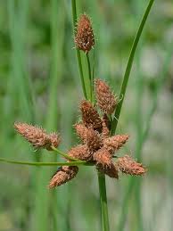 Attēlu rezultāti vaicājumam “Bolboschoenus maritimus flower”