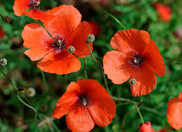 Attēlu rezultāti vaicājumam “Papaver argemone bud”