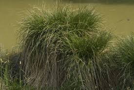 Attēlu rezultāti vaicājumam “Carex paniculata”