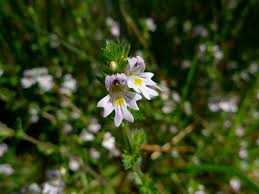 Image result for Euphrasia stricta