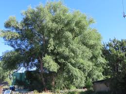 Attēlu rezultāti vaicājumam “Salix pentandra leaf”
