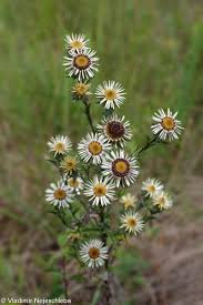 Attēlu rezultāti vaicājumam “Carlina vulgaris”