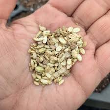 Attēlu rezultāti vaicājumam “Angelica sylvestris fruit”