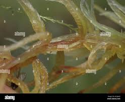 Attēlu rezultāti vaicājumam “Sphagnum teres”