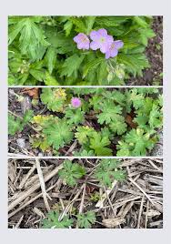 Attēlu rezultāti vaicājumam “Geranium bohemicum fruit”