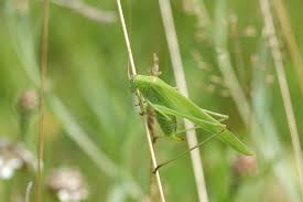 Attēlu rezultāti vaicājumam “Phaneroptera falcata”