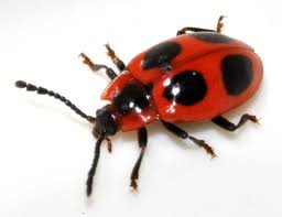 Attēlu rezultāti vaicājumam “Endomychus coccineus”