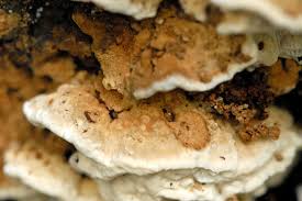 Attēlu rezultāti vaicājumam “Postia fragilis”