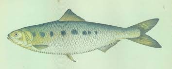 Image result for Alosa mediocris