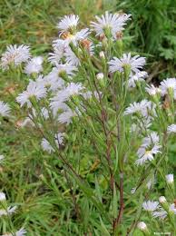 Attēlu rezultāti vaicājumam “Symphyotrichum x salignum”