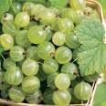 Ribes Pixwell Gooseberry - Buy Fruit Plants Online