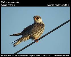 Image result for Falco amurensis