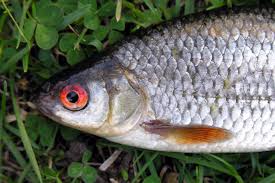 Image result for Rutilus caspicus