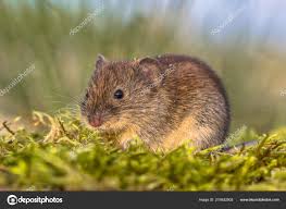 Attēlu rezultāti vaicājumam “Myodes glareolus”