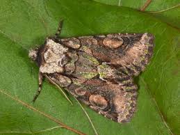 Attēlu rezultāti vaicājumam “Allophyes oxyacanthae”