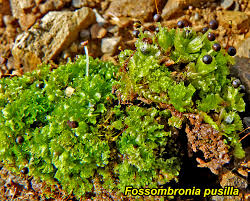 Attēlu rezultāti vaicājumam “Fossombronia foveolata”