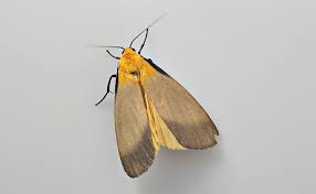 Attēlu rezultāti vaicājumam “Lithosia quadra male”