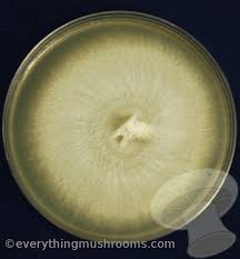 Attēlu rezultāti vaicājumam “Panellus stipticus”