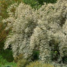 Attēlu rezultāti vaicājumam “Elaeagnus commutata”