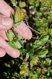 Attēlu rezultāti vaicājumam “Salix x doniana flower”