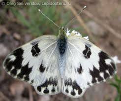 Attēlu rezultāti vaicājumam “Pontia edusa”
