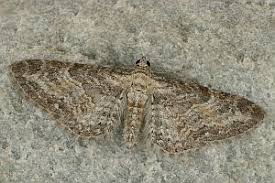 Attēlu rezultāti vaicājumam “Eupithecia subumbrata”