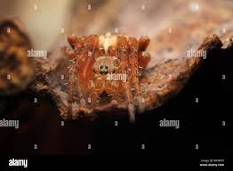 Attēlu rezultāti vaicājumam “Araneus diadematus juvenile”